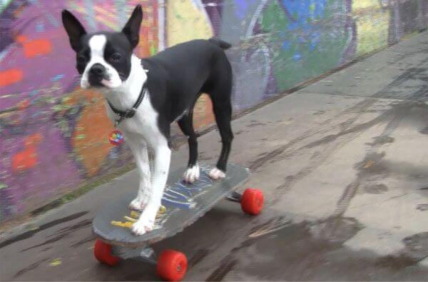 SKATEBOARDING DOG