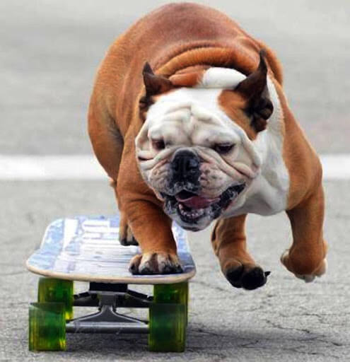 SKATEBOARDING DOG