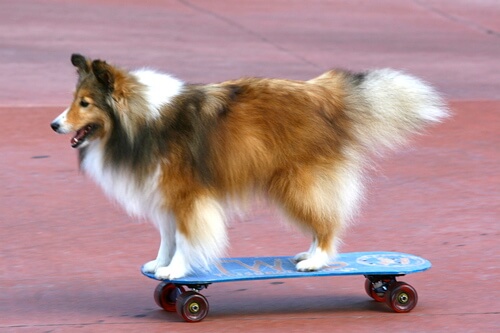 BEST SKATEBOARDS FOR DOGS