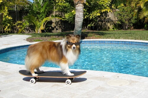 SKATEBOARDING DOG