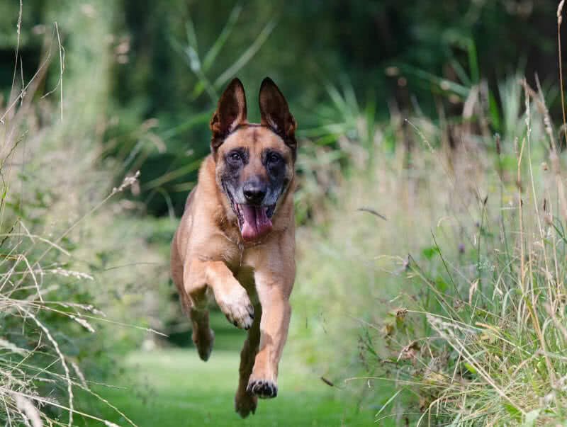 HOW TO TRAIN GUARD DOG