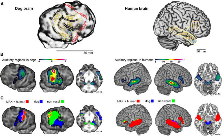 Dog vs Human Intelligence