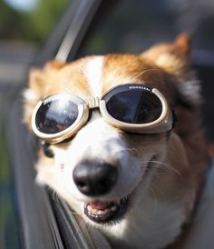 SunGlasses For Dogs