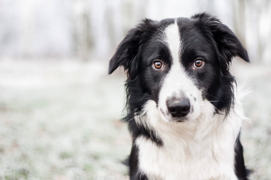 DOG and PUPPY NICKNAMES, NAMES BY COLOR & SIZE