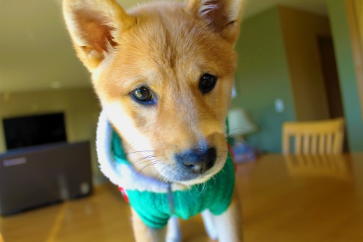 DOG and PUPPY NICKNAMES, NAMES BY COLOR & SIZE