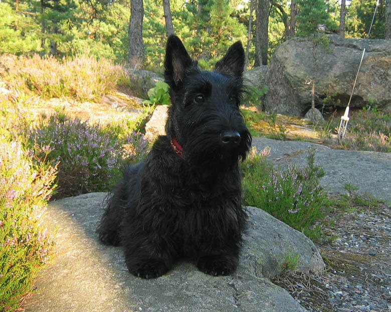 DOG and PUPPY NICKNAMES, NAMES BY COLOR & SIZE
