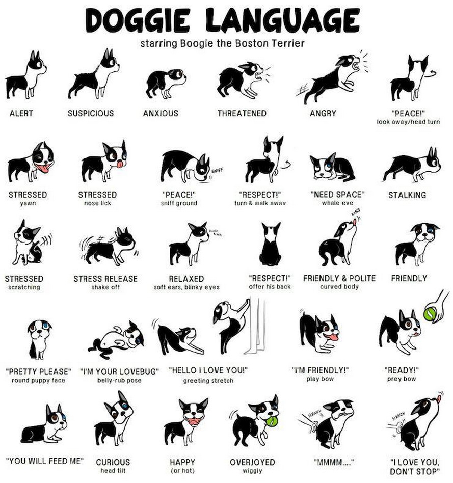 Dog Gestures, Dog Body Language