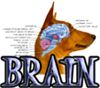 DOG BRAIN - DOGICA®