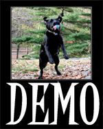 DOG DEMOTIVATORS