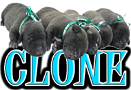 DOG CLONE