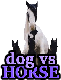 DOG VS HORSE