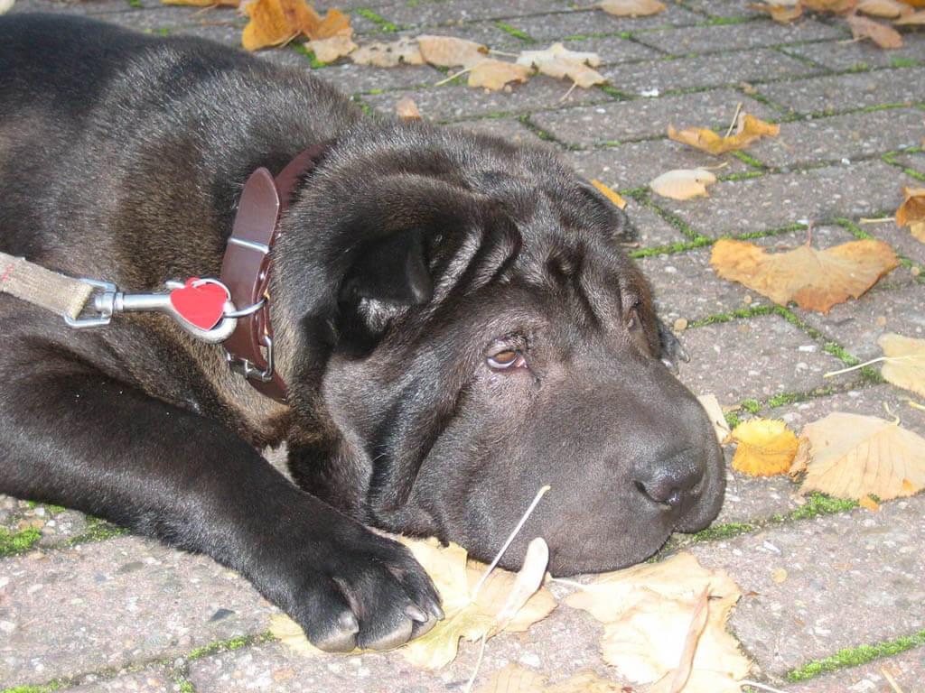 40 POWERFUL DOG NAMES FOR YOUR BRAVE & HEROIC DOG