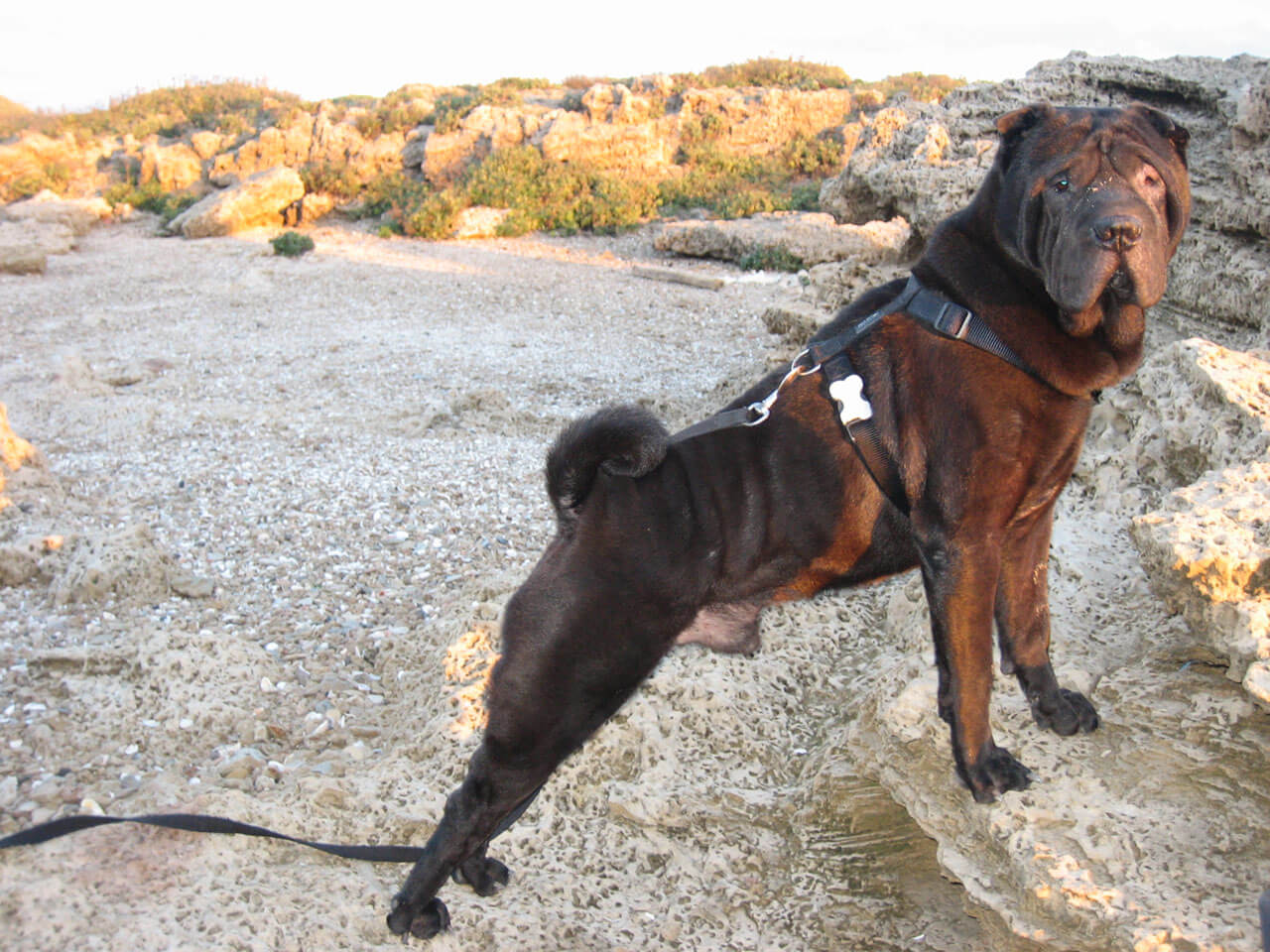 DOG PARKOUR