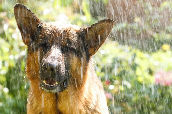 500 OLD FASIONED DOG NAMES