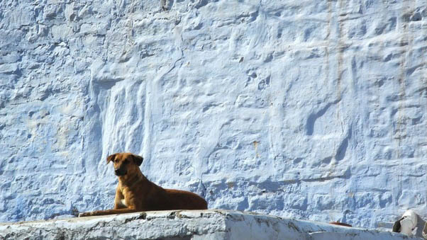 INDIAN DOG NAMES LIST