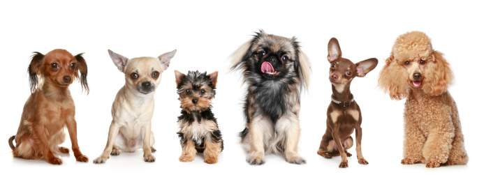 DOG and PUPPY NICKNAMES, NAMES