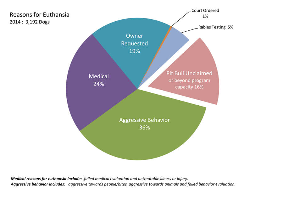 Dog Euthanasia Statistics, Dog R.I.P, How to deal with Pet Loss, Virtual Dog Memorials