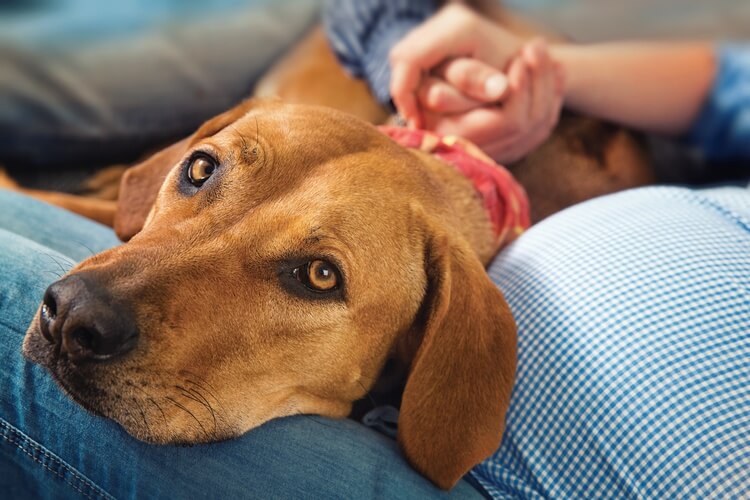 DOG LOSS vs CHILDREN, DOG DEATH, R.I.P, Virtual Pet Memorial