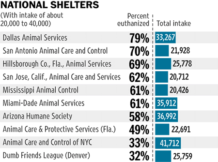 Dog Euthanasia Statistics, Virtual Dog Memorials