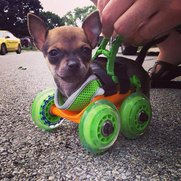 dog in car