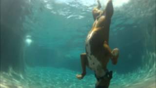 DOG AND PUPPY UNDERWATER VIDEO