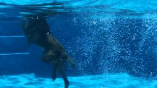 DOG AND PUPPY UNDERWATER VIDEO