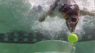 DOG AND PUPPY UNDERWATER VIDEO