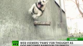 Watch dog and puppy video