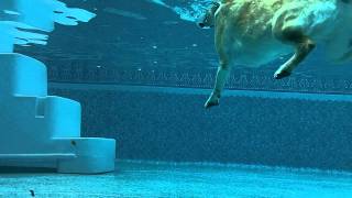 DOG AND PUPPY UNDERWATER VIDEO