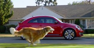 dog in car