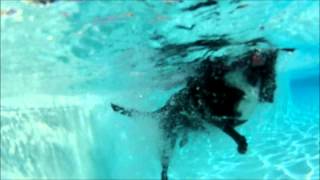 DOG AND PUPPY UNDERWATER VIDEO