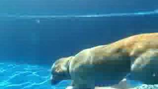 DOG AND PUPPY UNDERWATER VIDEO