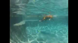 DOG AND PUPPY UNDERWATER VIDEO