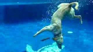 DOG AND PUPPY UNDERWATER VIDEO