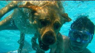 DOG AND PUPPY UNDERWATER VIDEO