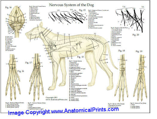 Dog Breeds Evolution