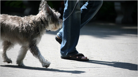 Dog vs Human Speed, Racing, Competition