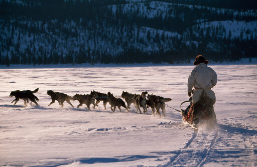 SUCCESSFUL DOG SLEDDING, Sled Dog Races