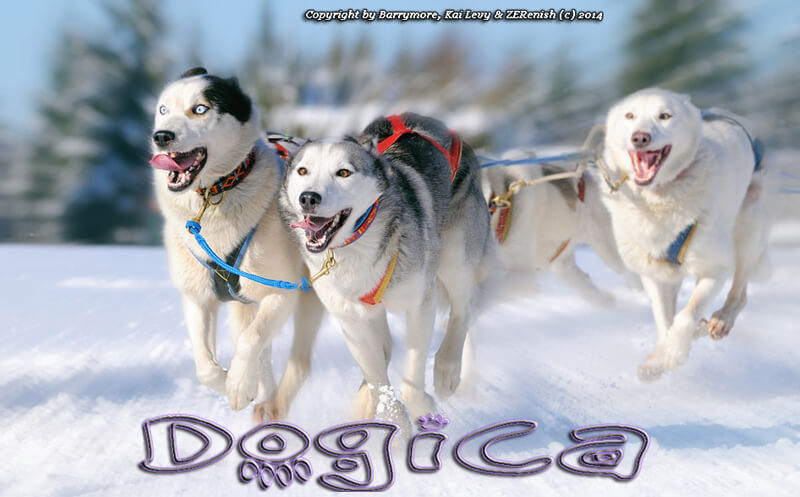 Sled Dog Race, Sledding Dogs Competition, Alaskian, Siberian Husky and Malamutes, Fastest Dog Breeds, Speed of Dogs