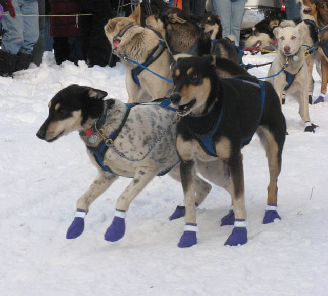 Yukon Quest Sled Dog Race, Sled Dogs Mushing