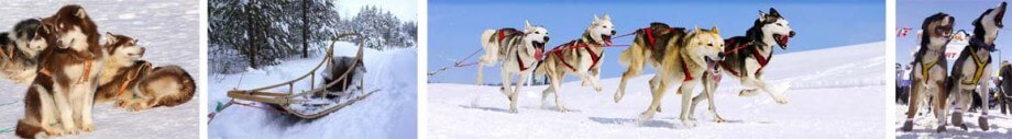 Sled Dogs Mushing TOURS