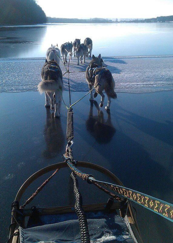 Sled Dogs Mushing TOURS