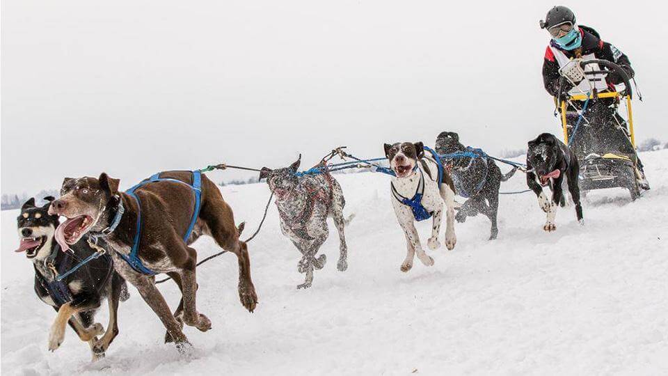 Yukon Quest Sled Dog Race, Sled Dogs Mushing