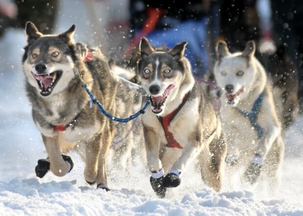 Sled Dog Race History and Origins