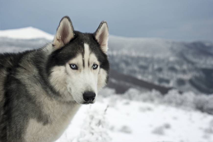 Sled Dogs Mushing TOURS