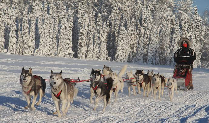 SUCCESSFUL DOG SLEDDING, Sled Dog Races