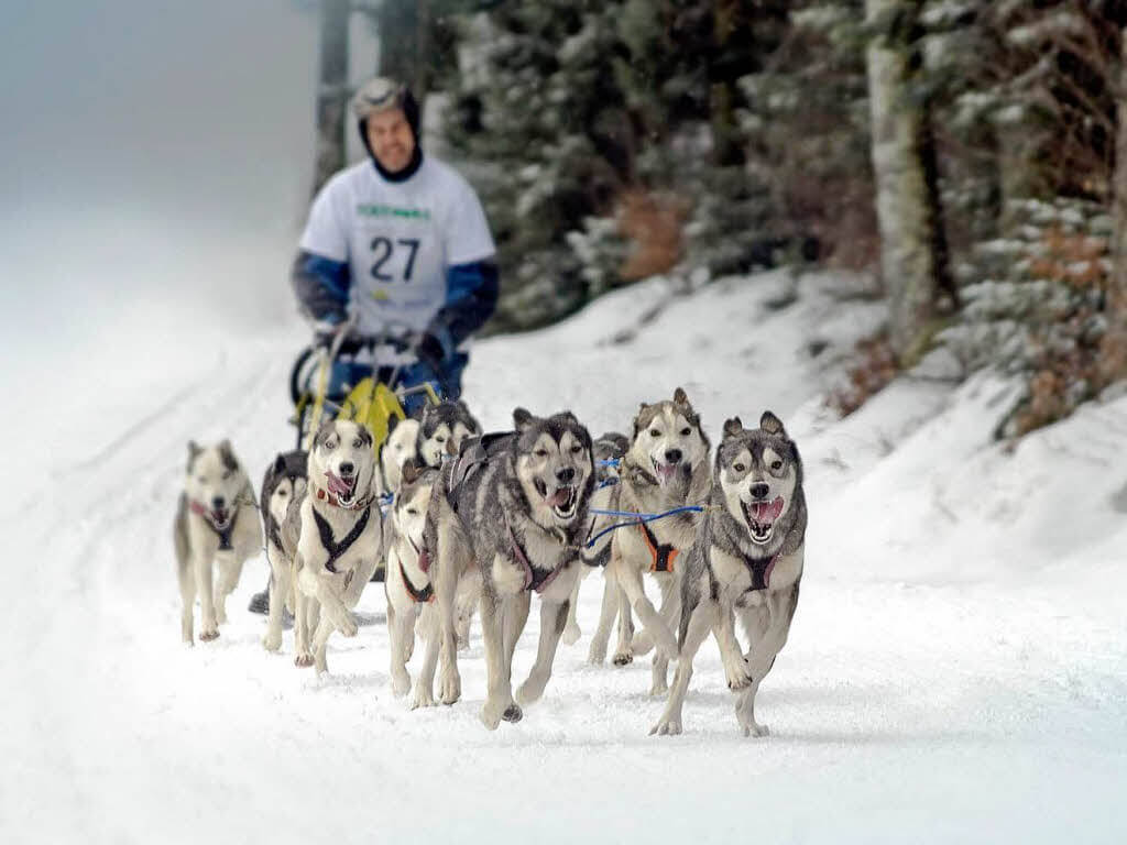 SUCCESSFUL DOG SLEDDING, Sled Dog Races