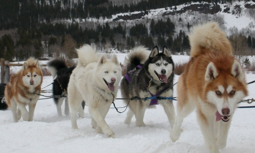 SUCCESSFUL DOG SLEDDING, Sled Dog Races