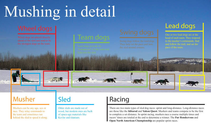 Sled Dogs Mushing TOURS