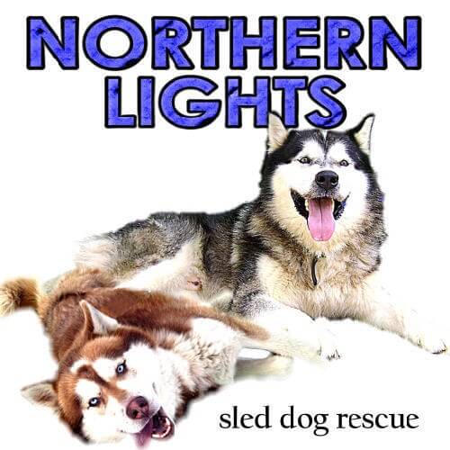 Sled Dog Race, Sledding Dogs Competition, Alaskian, Siberian Husky and Malamutes, Fastest Dog Breeds, Speed of Dogs